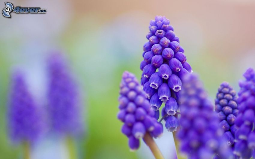 plantes violettes