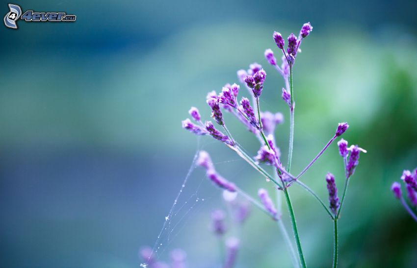 plantes violettes