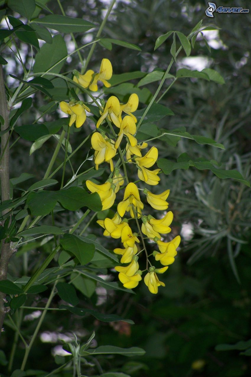 pluie d'or, fleurs jaunes