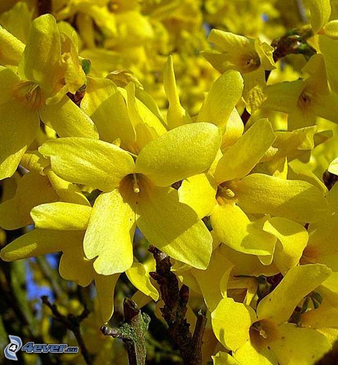pluie d'or, fleurs jaunes