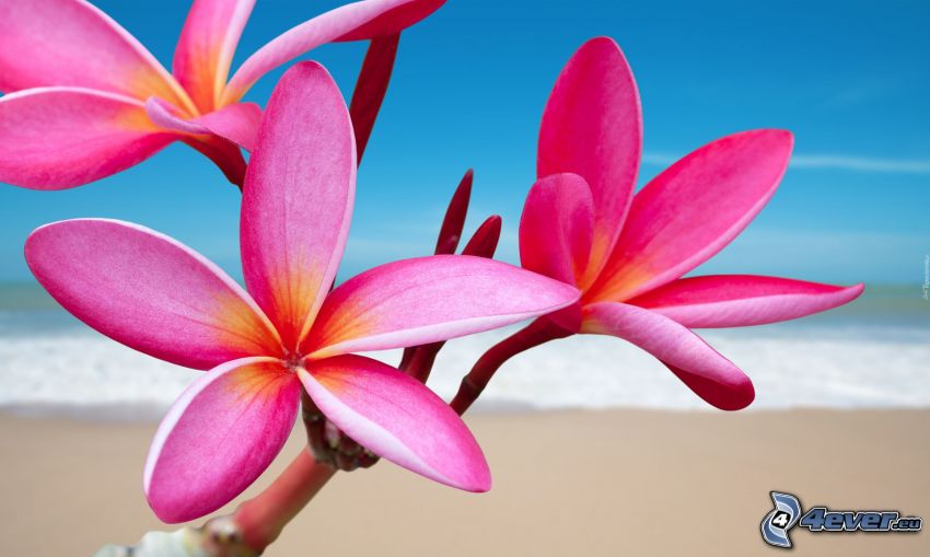 plumer, fleurs roses, plage de sable