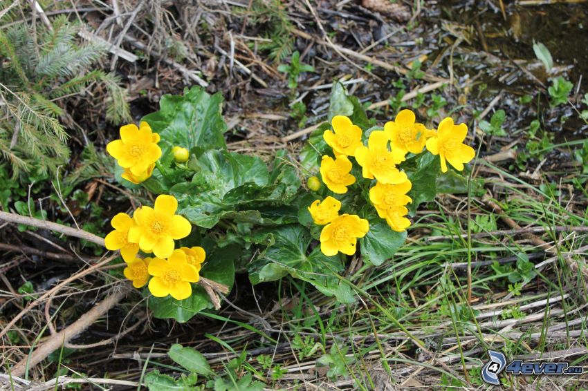 populage des marais, fleurs jaunes, aiguilles d'arbres