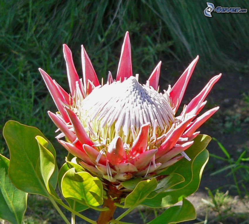 Protea