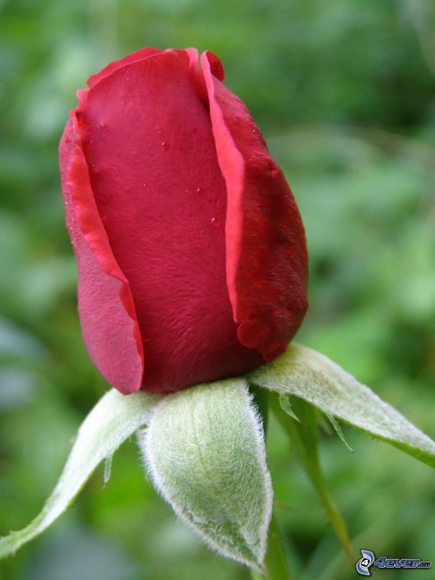rose, fleur