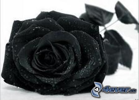 rose, fleur noire