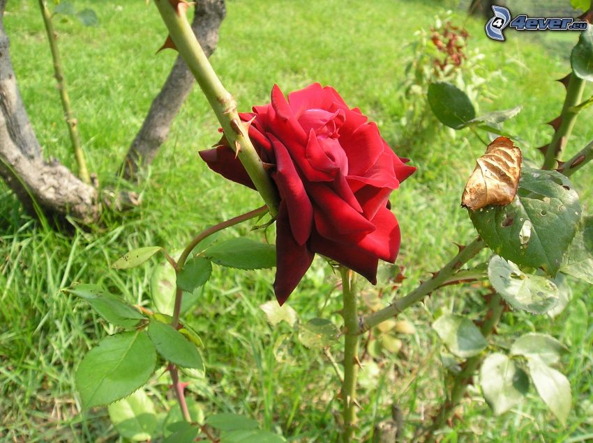 rose, nature