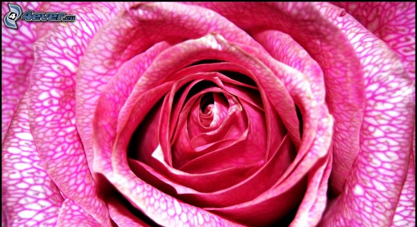 rose rose, macro