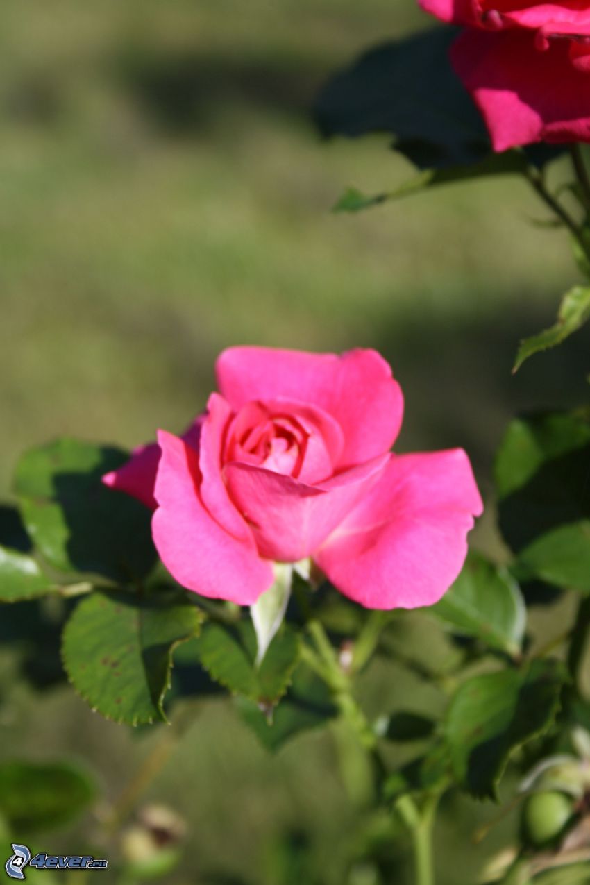 rose rose