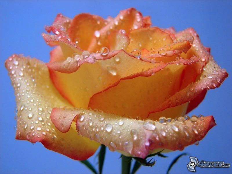 rose rosée, fleur