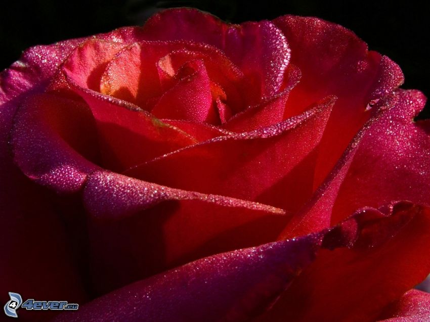 rose rosée, fleur rosée