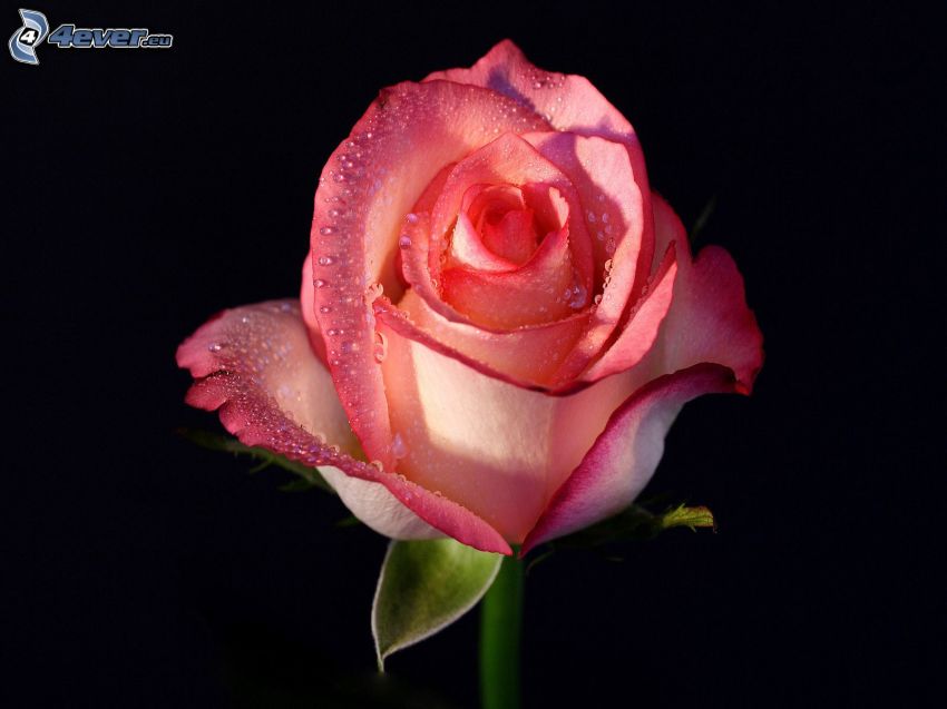 rose rosée