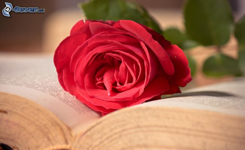 rose rouge, livre