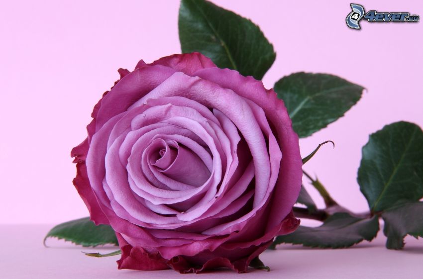 rose violet