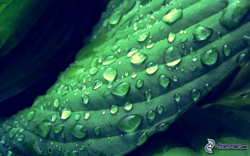 rosée sur une feuille, gouttes d'eau