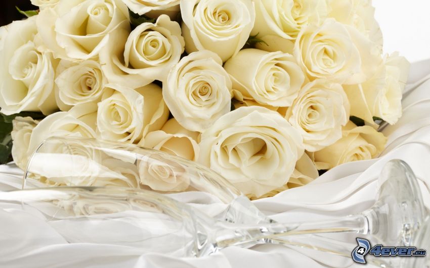 roses blanches, verres