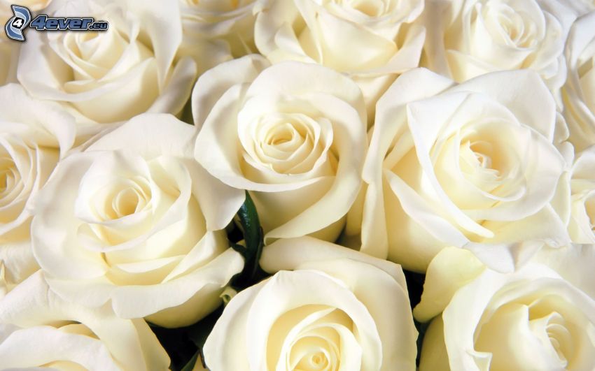 roses blanches