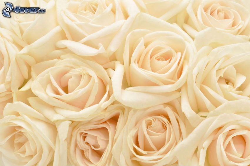 roses blanches