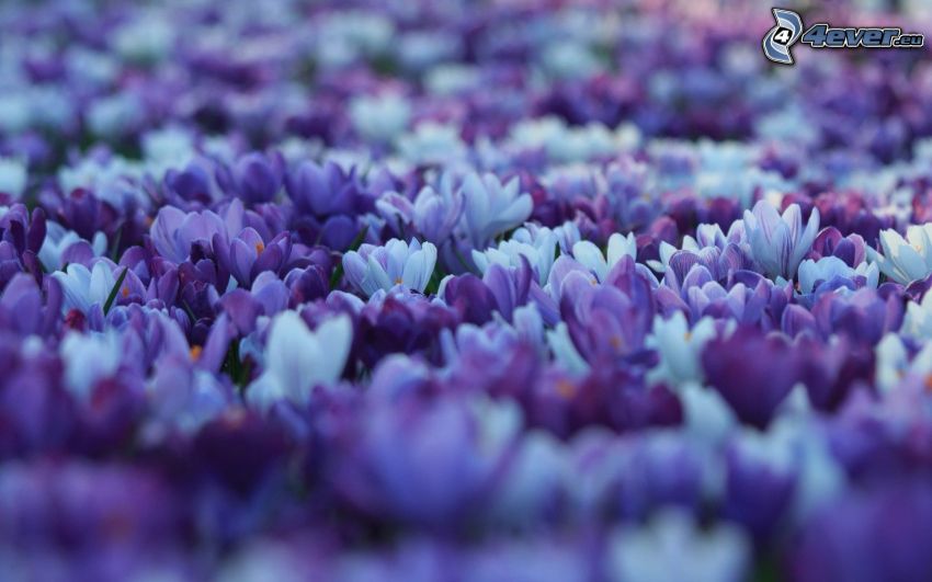 safrans, fleurs violettes