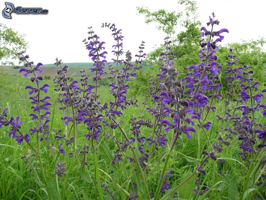 sclarée, fleurs violettes, prairie
