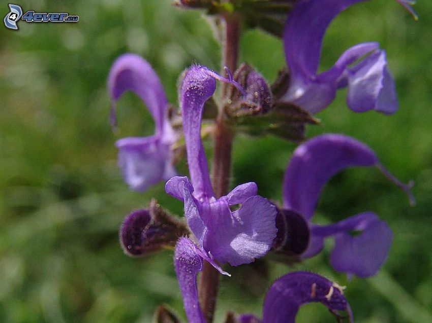sclarée, fleurs violettes