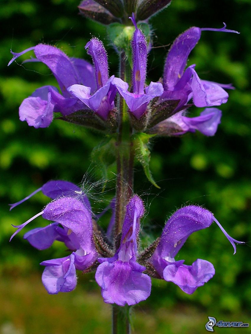sclarée, fleurs violettes