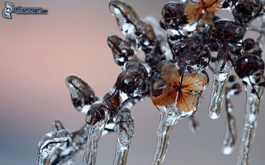 Sorbier des oiseleurs, arbre gelé, stalactite de glace