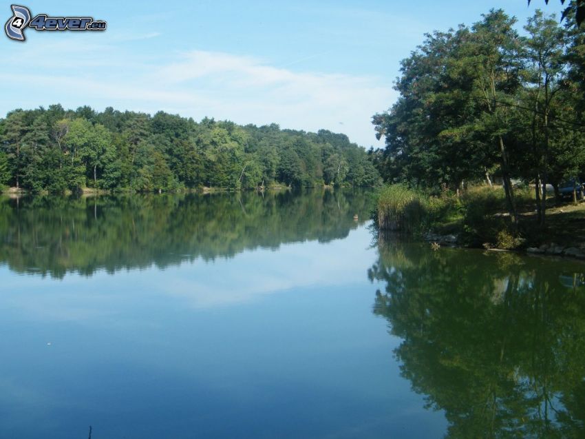 surface de l´eau calme, lac dans la forêt, arbres par la rivière