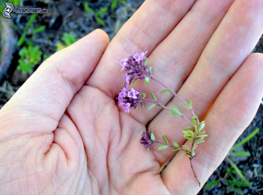 thym serpolet, fleurs violettes, main