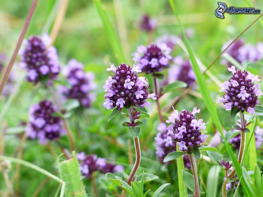 thym serpolet, fleurs violettes