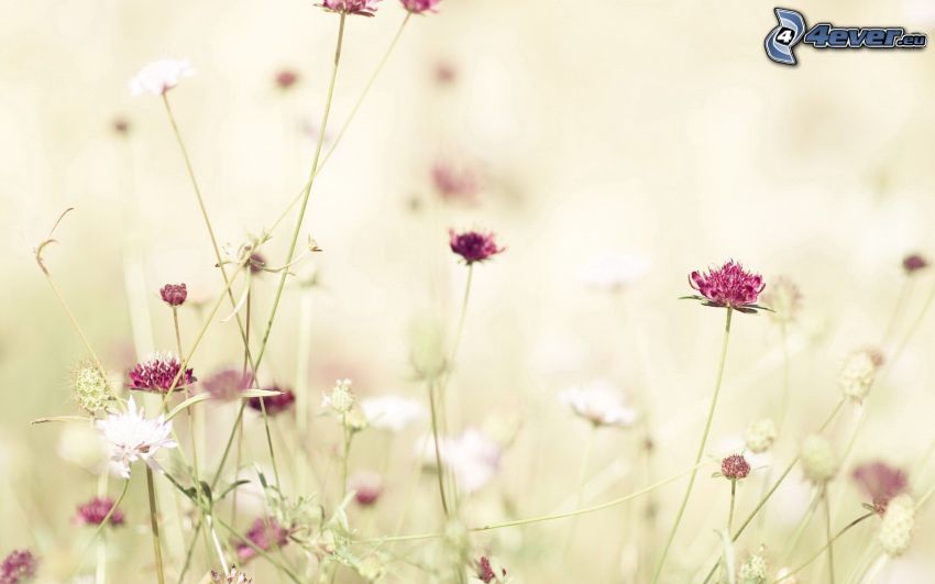 trèfle, fleurs roses