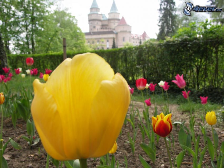 tulipe jaune, château de Bojnice, fleurs