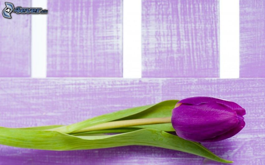 tulipe violette