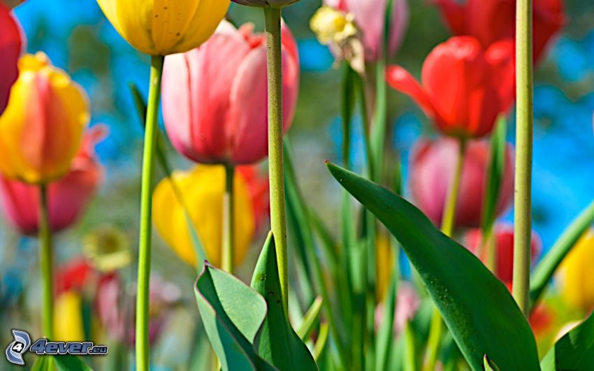 tulipes, fleurs colorées