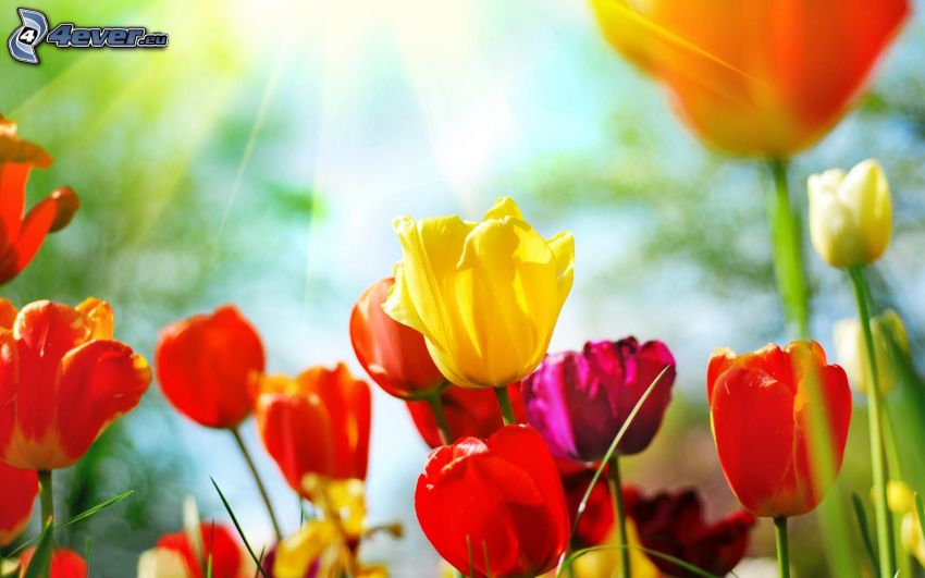 tulipes, tulipes rouges, tulipe jaune