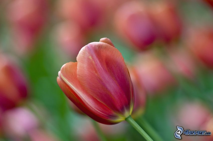 tulipes
