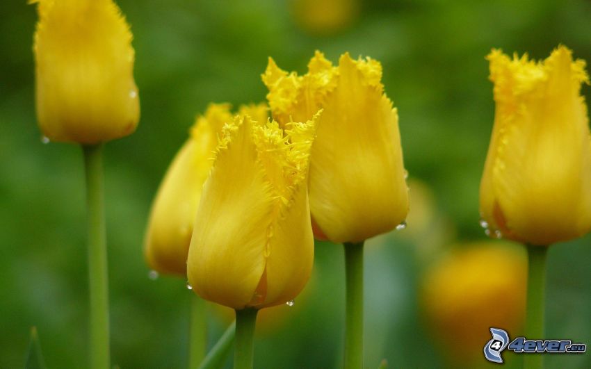 tulipes jaunes