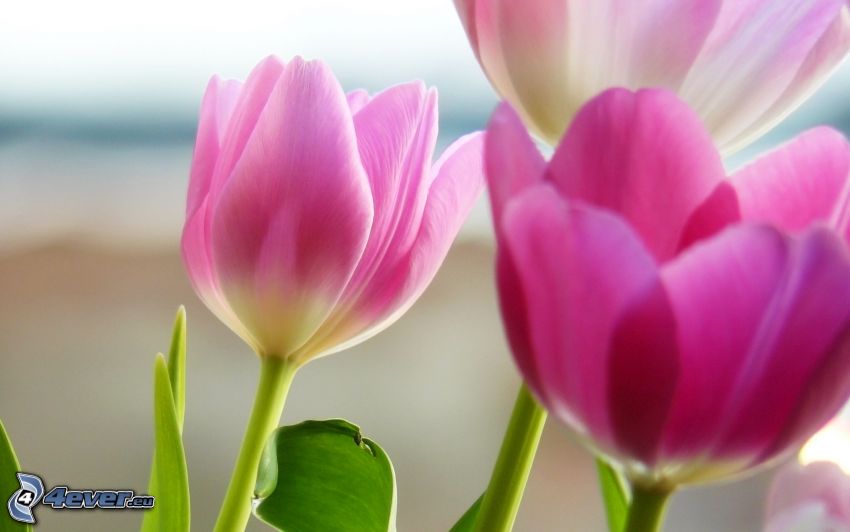 tulipes roses