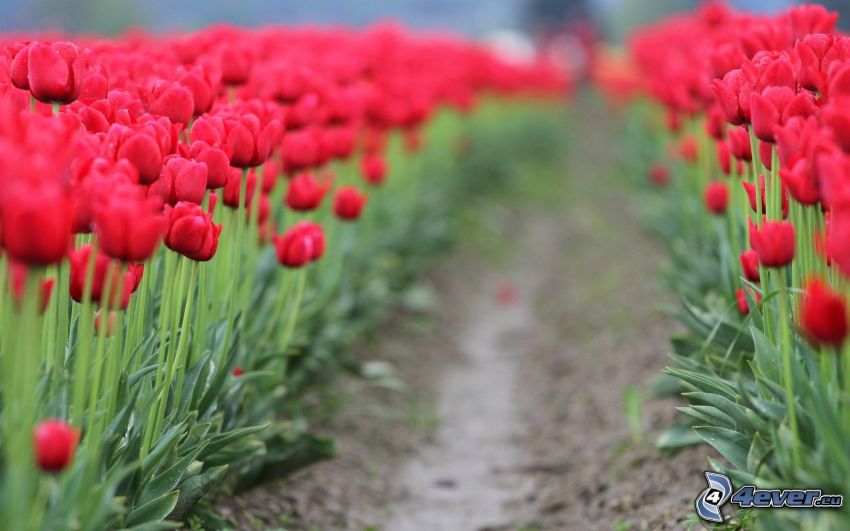 tulipes rouges, champ, chemin
