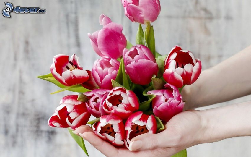 tulipes rouges, mains, bouquet