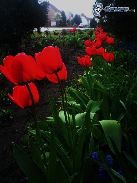 tulipes rouges