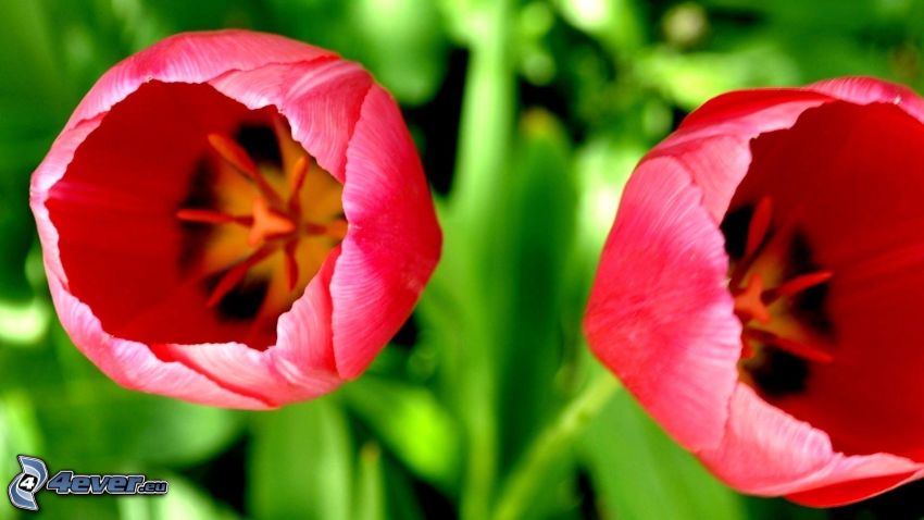 tulipes rouges