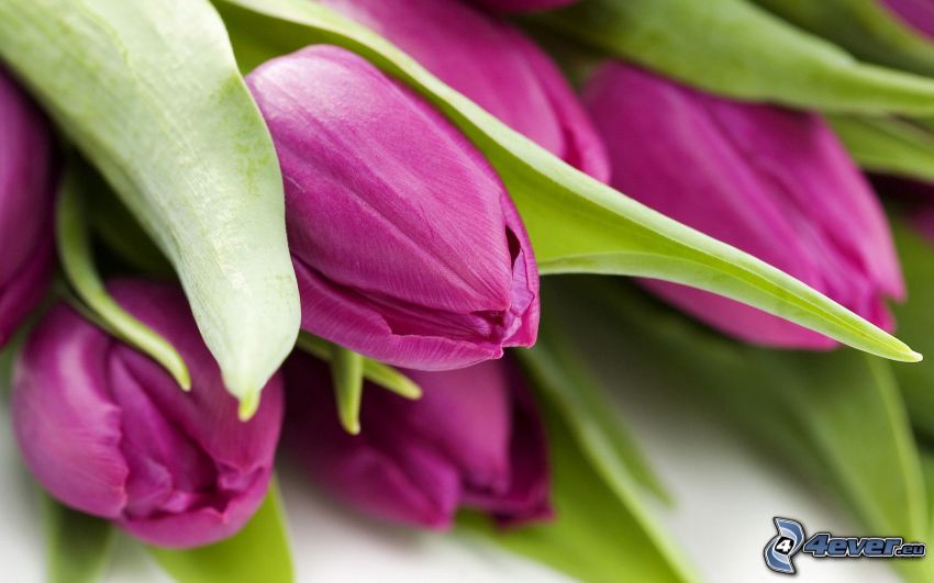 tulipes violettes