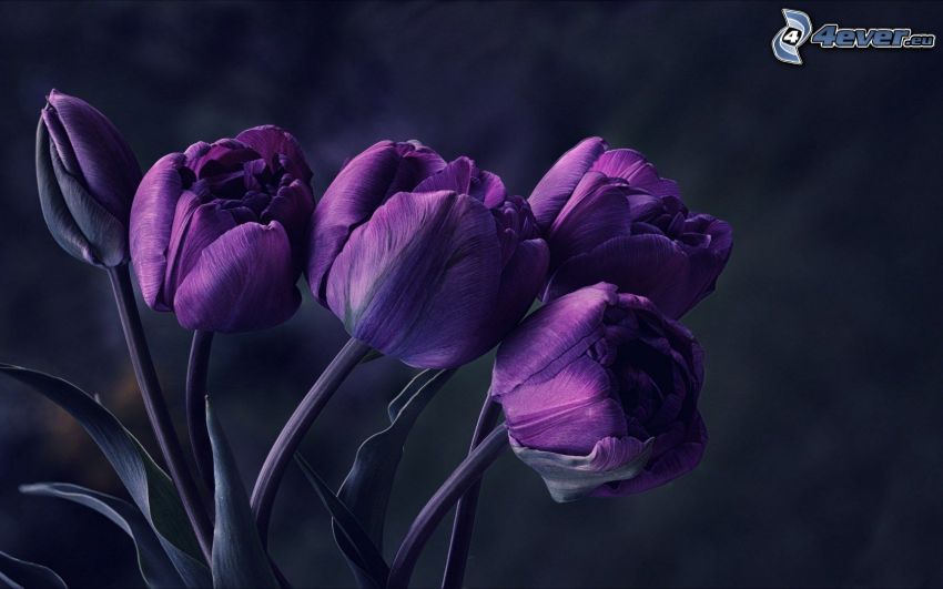 tulipes violettes