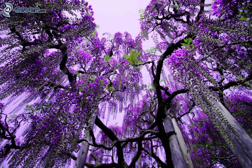 wisteria, arbres violets