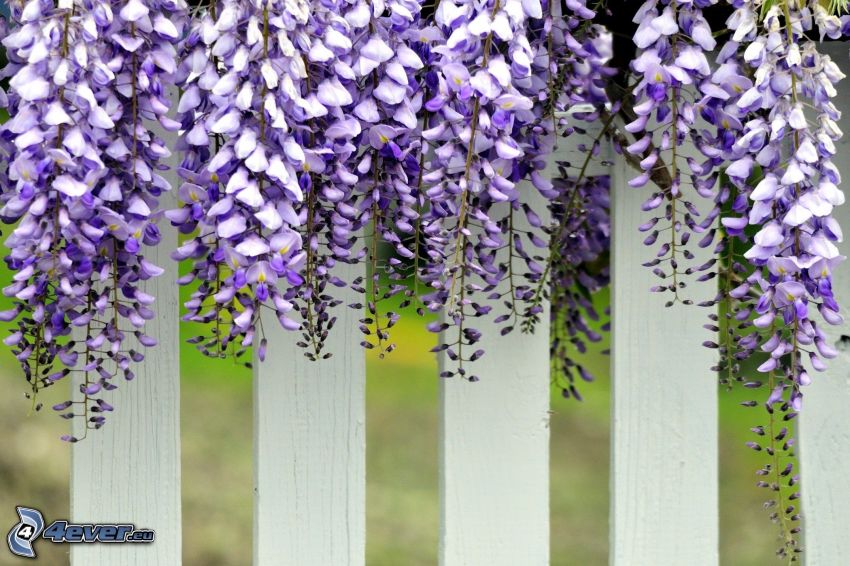 wisteria, fleurs violettes, clôture