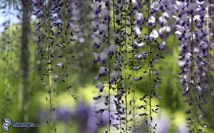 wisteria, fleurs violettes