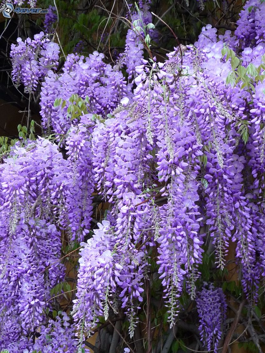 wisteria, fleurs violettes