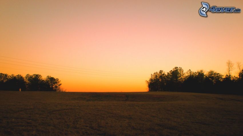 prairie, ciel du soir, silhouettes d'arbres