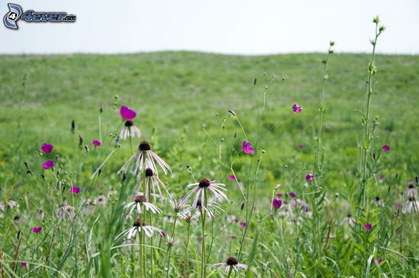 prairie, fleurs des champs