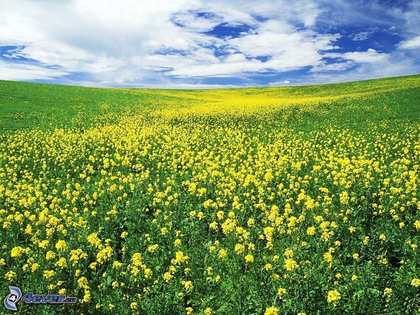 prairie, fleurs jaunes, ciel